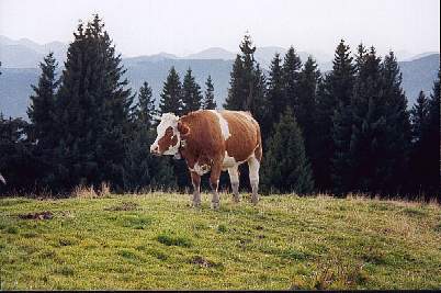 Eine Kuh